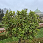 Логинов
